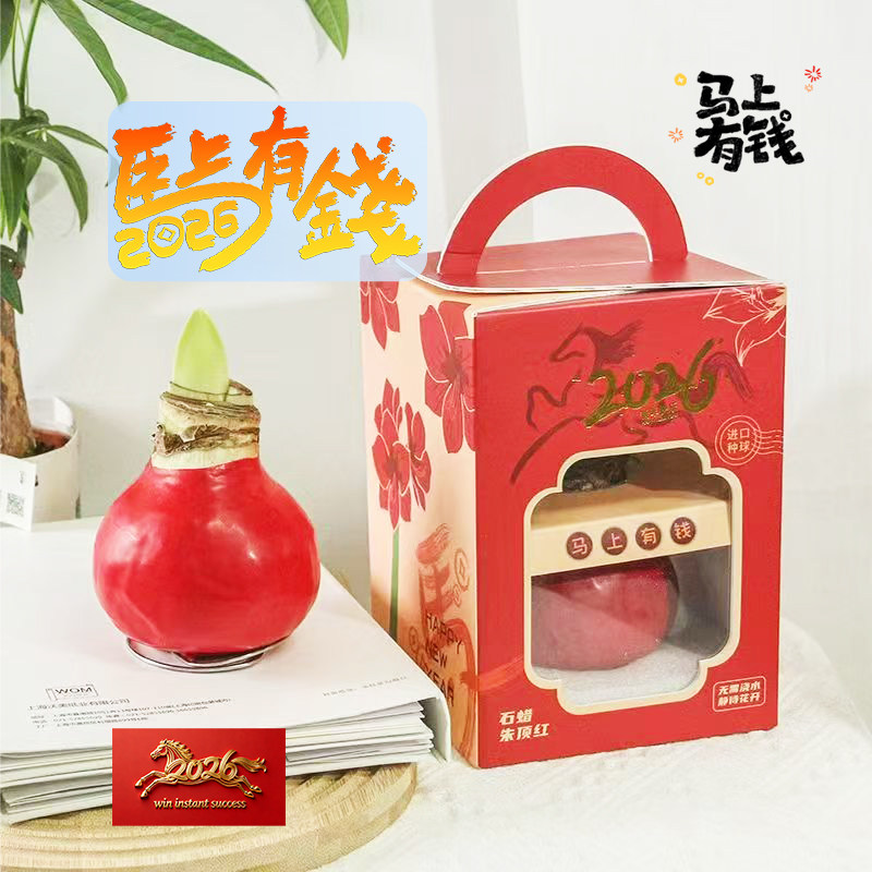 荷兰进口方德朱顶红种球蜡封石蜡蜡球大种球懒人礼品新年装饰礼物,鲜花速递/花卉仿真/绿植园艺,鲜花速递(同城),淘宝优惠券,粉丝福利购,淘宝优惠卷