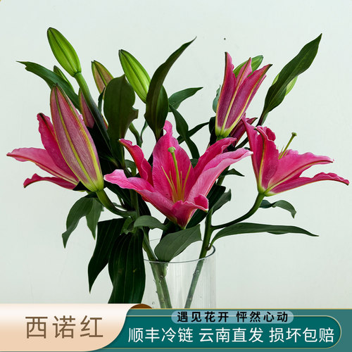 A级西诺红百合花鲜花香水百合