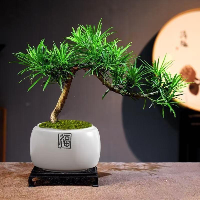 悬崖飘枝罗汉松盆景老桩植物盆栽室内客厅办公室桌面绿植摆件