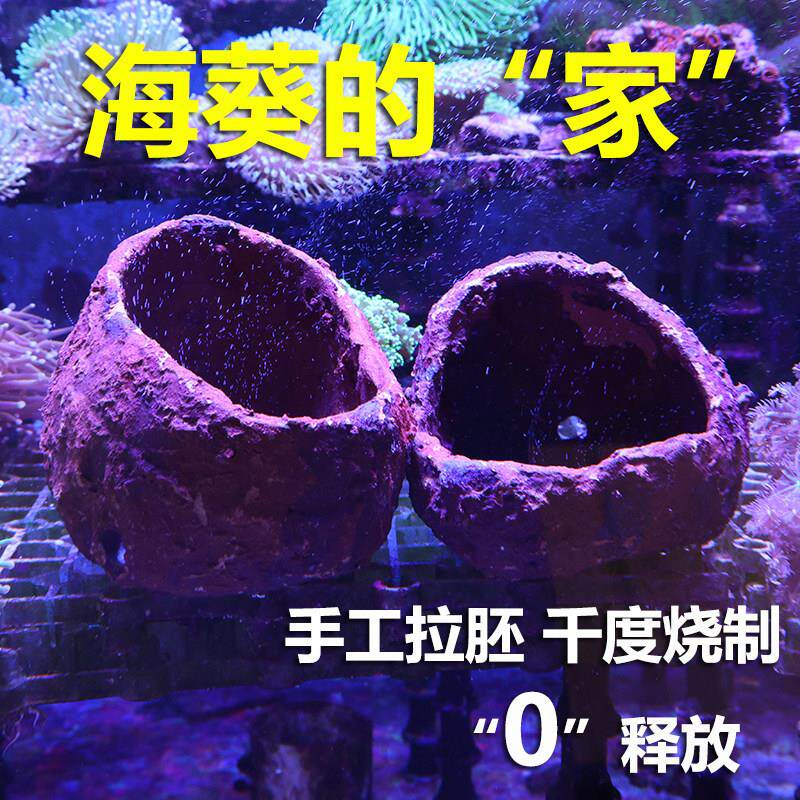 珊蓝海洋奶嘴海葵窝海葵基座珊瑚固定防跑繁殖躲避罐海水珊瑚造景