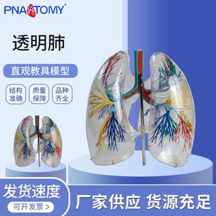 供应透明肺段模型 肺部解剖模型示教肺模具人体解剖学气管教具
