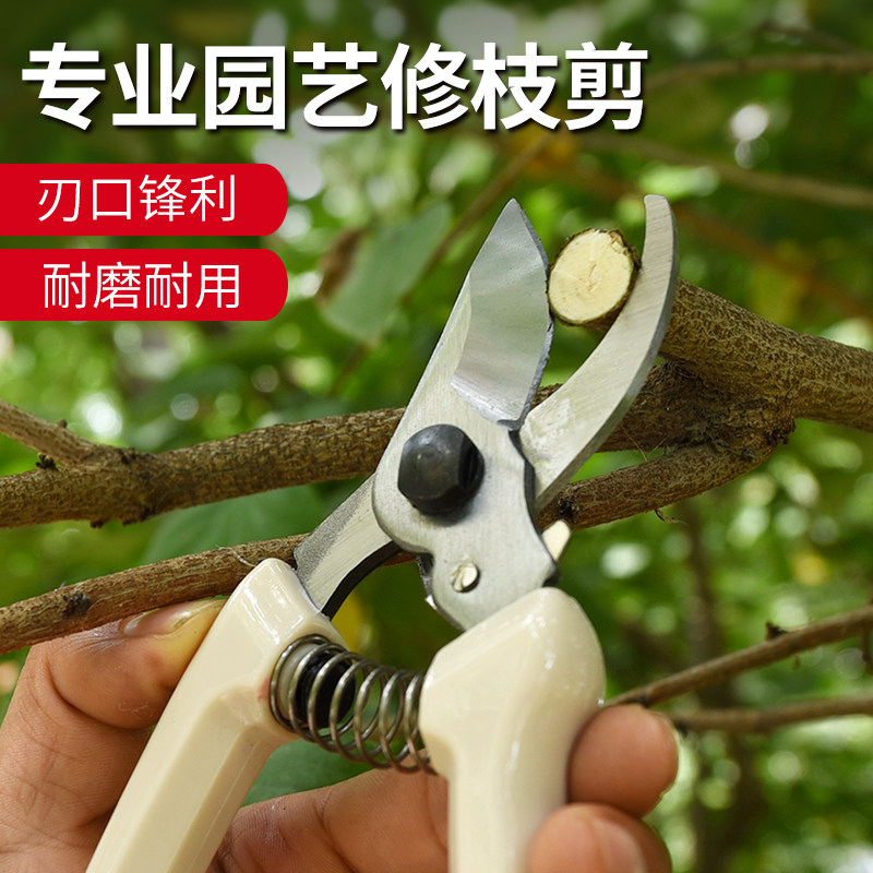 剪花枝,花枝_大山谷图库