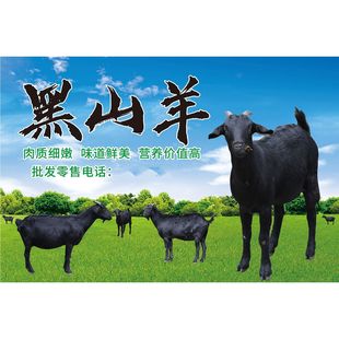 出售黑山羊肉海报广告出售牛肉猪肉羊肉土鸡鸡蛋广告定制喷绘布