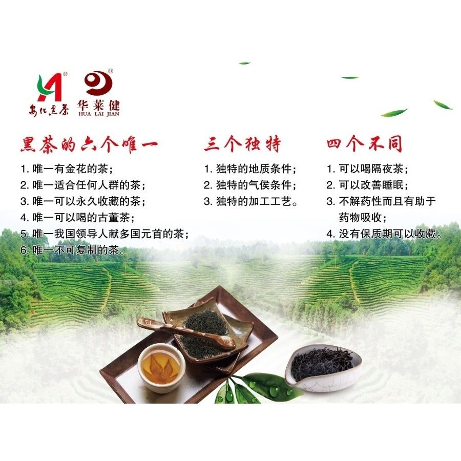 黑茶的六个三个独特四个不同海报展板华莱健安化黑茶冠突散囊菌