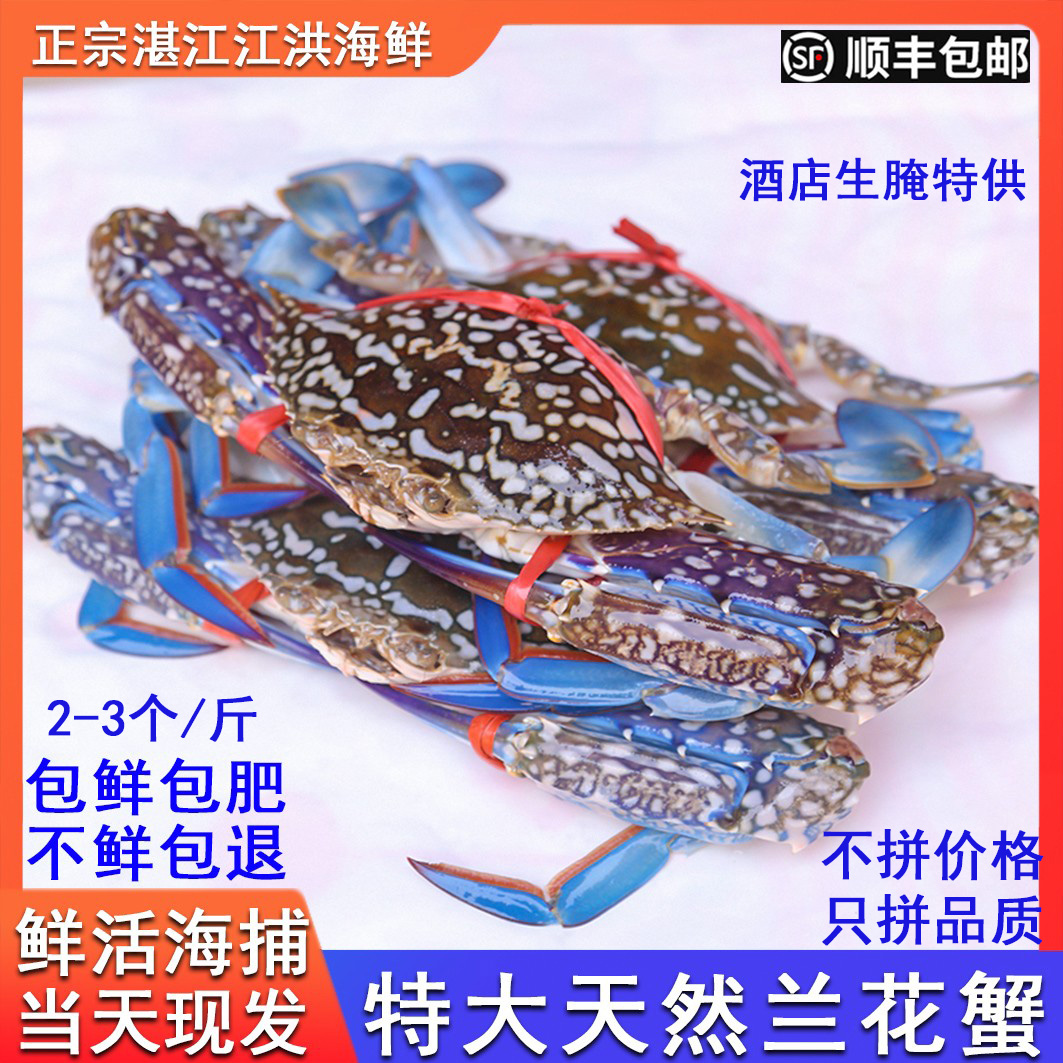湛江特大兰花蟹梭子蟹冰鲜新鲜海螃蟹鲜肥生腌海鲜 拍2斤顺丰包邮