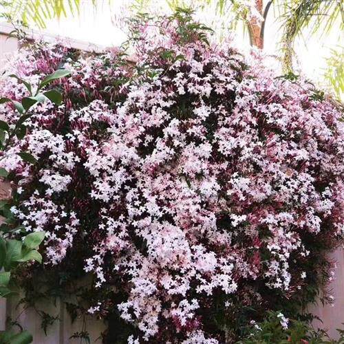 蔓花生 长喙花生 黄色蔓花生花卉百科图片 培育种植 饲养繁殖 Sbike