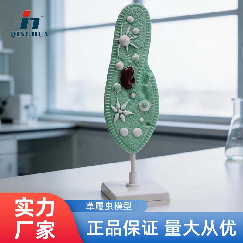 青华33103草履虫模型初中高中生物模型 科教仪器 演示教学