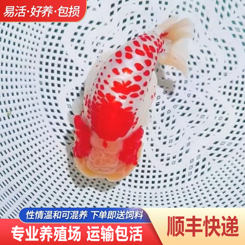 兰寿金鱼熊猫短尾波妞精品小苗奶牛潘氏鱼苗热带冷水麒麟活鱼耐活