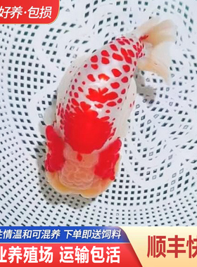 兰寿金鱼熊猫短尾波妞精品小苗奶牛潘氏鱼苗热带冷水麒麟活鱼耐活