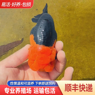 兰寿金鱼熊猫短尾波妞精品小苗奶牛潘氏鱼苗热带冷水麒麟活鱼花寿