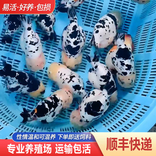 兰寿金鱼熊猫短尾波妞精品小苗奶牛潘氏鱼苗热带玉兔麒麟缎带冷水