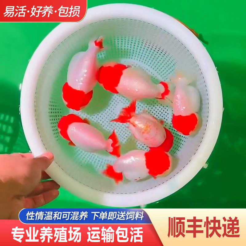 兰寿金鱼熊猫短尾波妞精品小苗