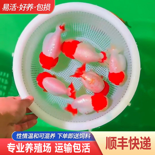 兰寿金鱼熊猫短尾波妞精品小苗奶牛潘氏鱼苗热带玉兔麒麟活体冷水