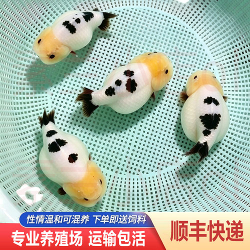 兰寿金鱼熊猫短尾波妞精品小苗奶牛潘氏鱼苗热带冷水麒麟淡水好养