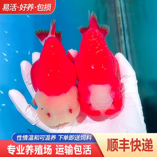 兰寿金鱼熊猫短尾波妞精品小苗奶牛潘氏鱼苗热带玉兔麒麟风水淡水