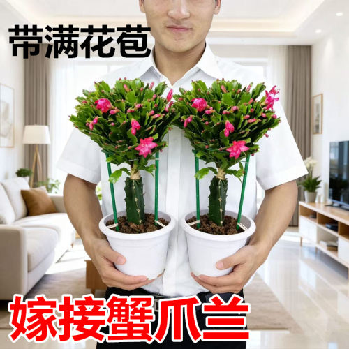 三棱柱火龙果嫁接蟹爪兰盆栽