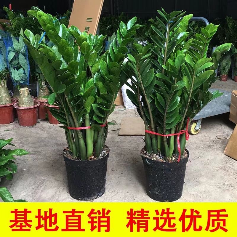 金钱树盆栽摇钱树钱串发财树花卉盆室内绿植物客厅办公室桌面盆景