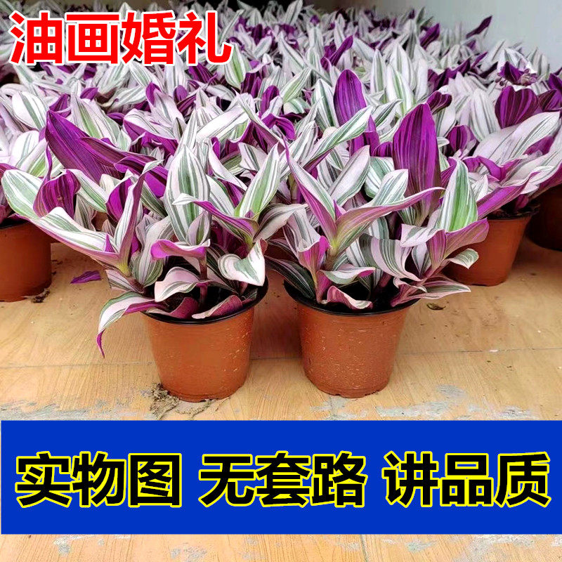 油画婚礼吊兰盆栽室内办公室花卉植物净化空气绿植好养吸甲醛多肉
