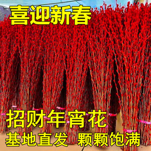 银柳红色真花鲜枝客厅年宵花卉招财福桶银柳干花冬季水培室内植物