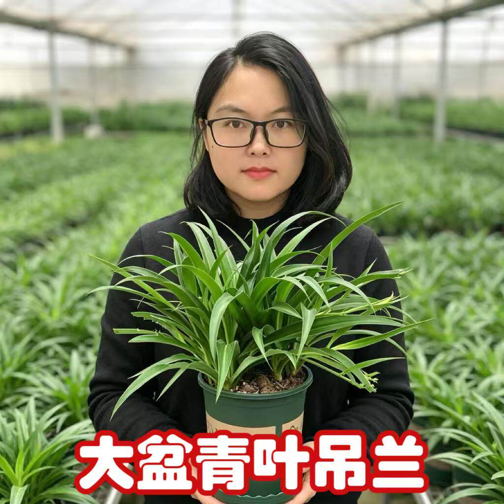 金边金心青叶吊兰多季花卉花盆栽绿植净化空气阳台客厅办公室养好