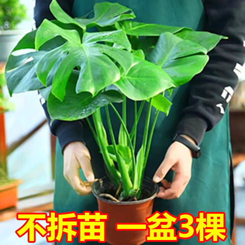 龟背竹盆栽净化空气绿植