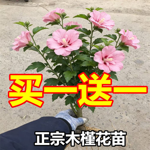 木槿花苗粉色大花四季开盆栽