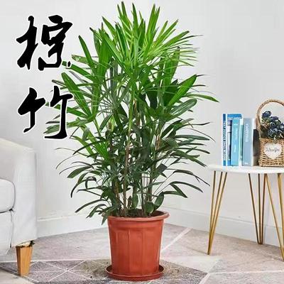 棕竹盆栽室内大型绿植