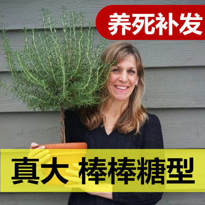 迷迭香桌面盆栽食用驱蚊清香绿植