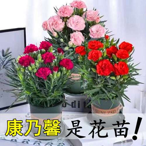 康乃馨花苗盆栽带花苞四季开花