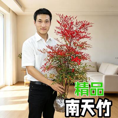 南天竹红叶火焰树苗带根盆栽