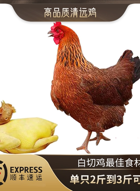 清远鸡正宗广东清远鸡白切鸡散养麻鸡走地鸡三黄鸡整鸡冷冻2斤重
