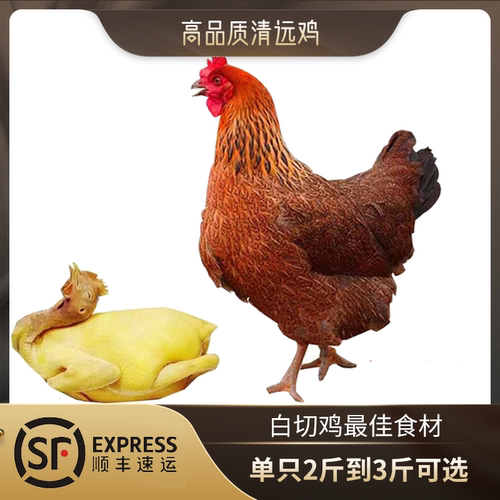 杂交清远鸡白切鸡猪肚鸡食材