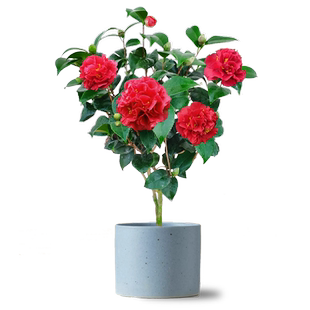 克瑞墨大牡丹带香味山茶花盆栽四季室内绿植阳台花卉庭院大型精选