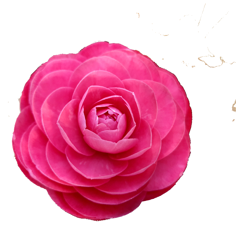 山茶花室内绿植好养阳台