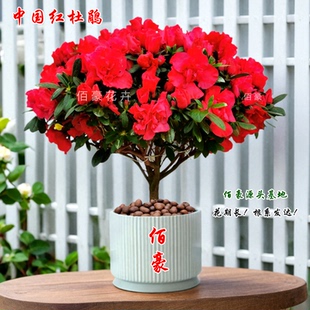 杜鹃花盆栽带花苞四季 绿植室内阳台花卉办公室客厅小盆栽当年开花