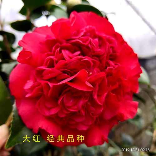 纯正红色茶花经典品种