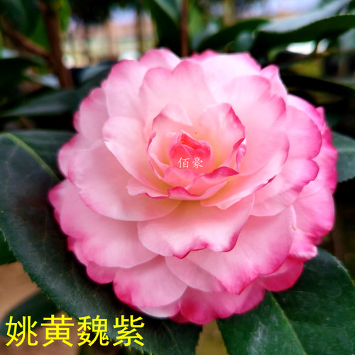 姚黄魏紫名贵山茶花四季绿植阳台