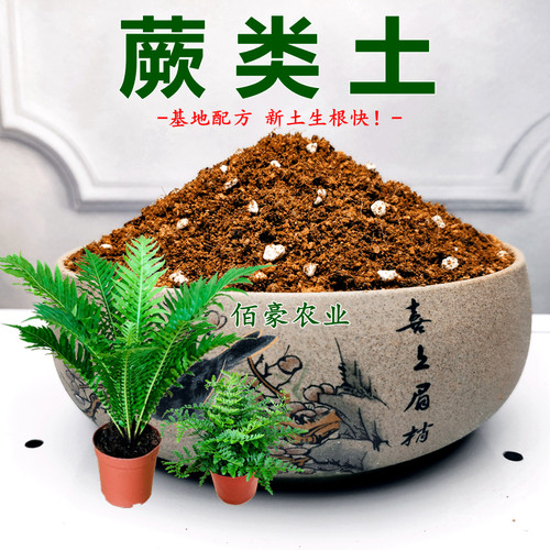 蕨类专用土基地配方营养土