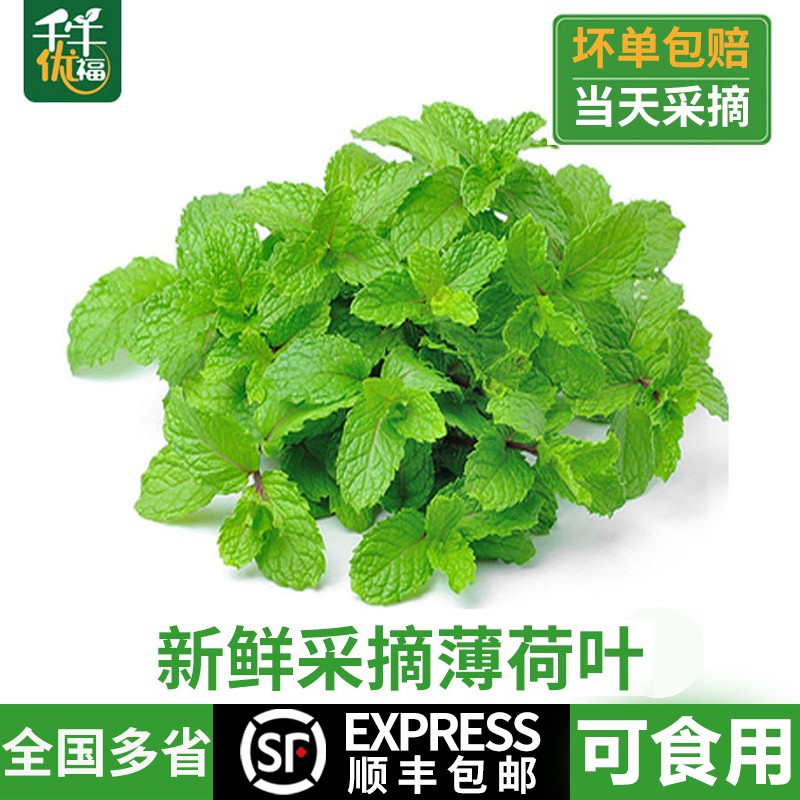 新鲜采摘留兰香薄荷叶千牛优福