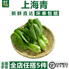 【千牛优福】上海青500g 现摘新鲜蔬菜小油菜小青菜绿叶菜小白菜
