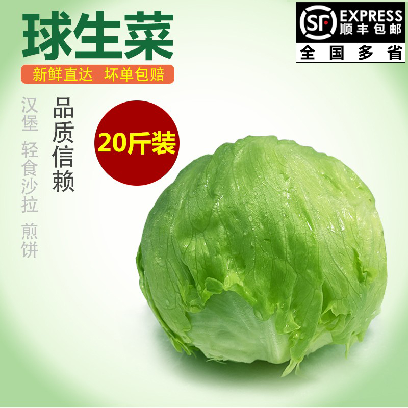 【千牛优福】球生菜20斤装汉堡新鲜蔬菜沙拉食材轻食球形圆西生菜 水产肉类/新鲜蔬果/熟食 叶菜类 原图主图