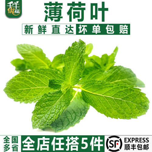 新鲜薄荷叶千牛优福莫吉托调酒