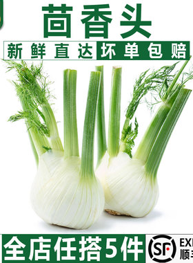 【千牛优福】茴香头500g 新鲜茴香根茴香球茎 西餐料理香料食材