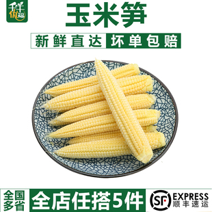 迷你玉米棒小玉米芯仔水果玉米 新鲜甜玉米笋250g 千牛优福