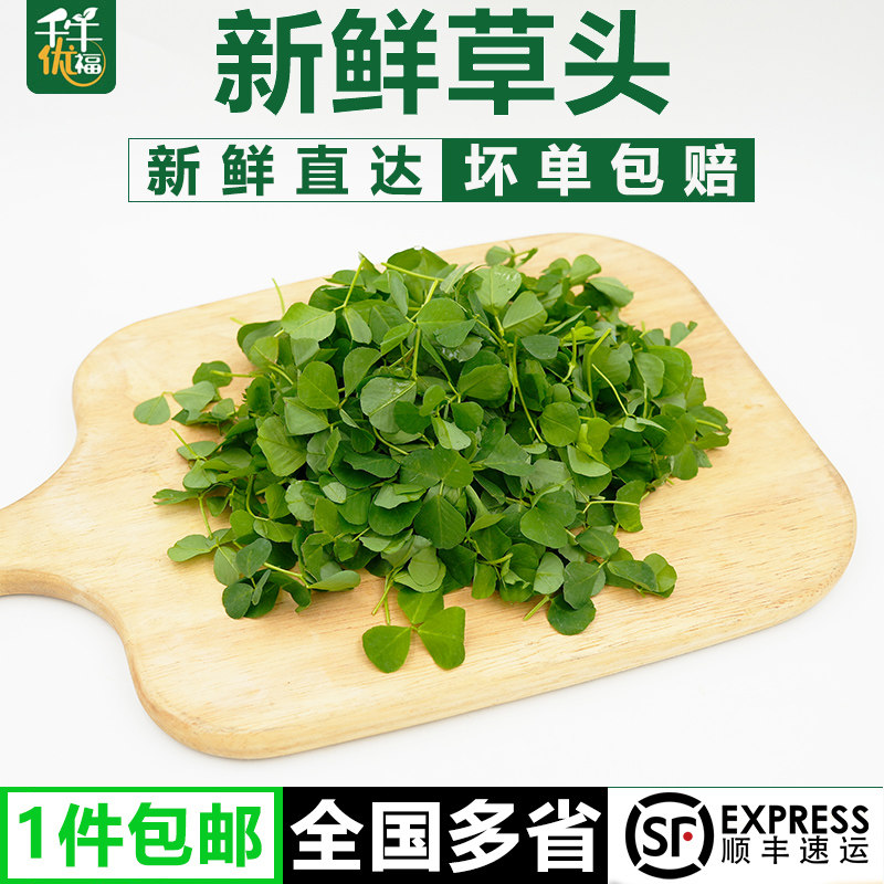 【千牛优福】新鲜草头500g上海本地农家三叶菜金花菜野菜新鲜蔬菜,水产肉类/新鲜蔬果/熟食,叶菜类,淘宝优惠券,粉丝福利购,淘宝优惠卷