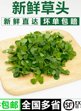 【千牛优福】新鲜草头500g上海本地农家三叶菜金花菜野菜新鲜蔬菜