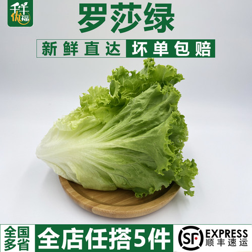 花叶生菜千牛优福花边罗莎绿