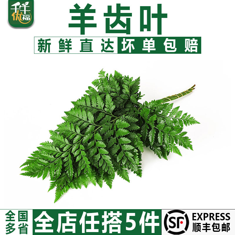 千牛优福新鲜高山羊齿叶西餐摆盘