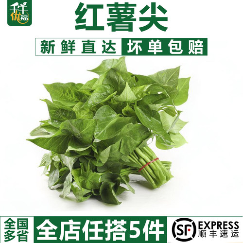 专吃叶子番薯叶千牛优福顺丰包邮