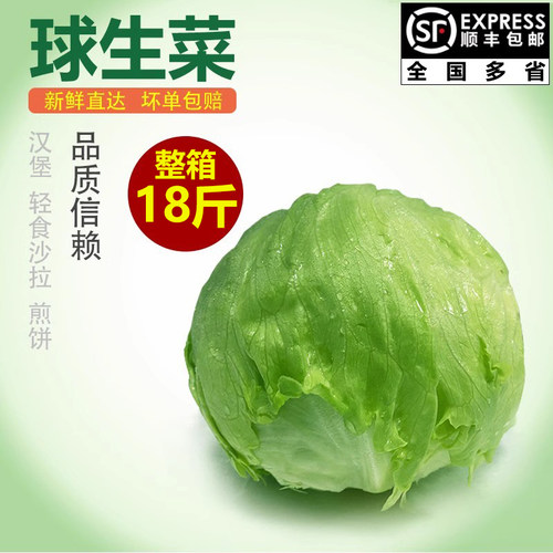 新鲜采摘球生菜千牛优福更优惠